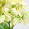125065_50_.jpg
