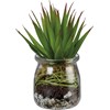 Aloe Succulent Jar - Glass, Plastic, Stone