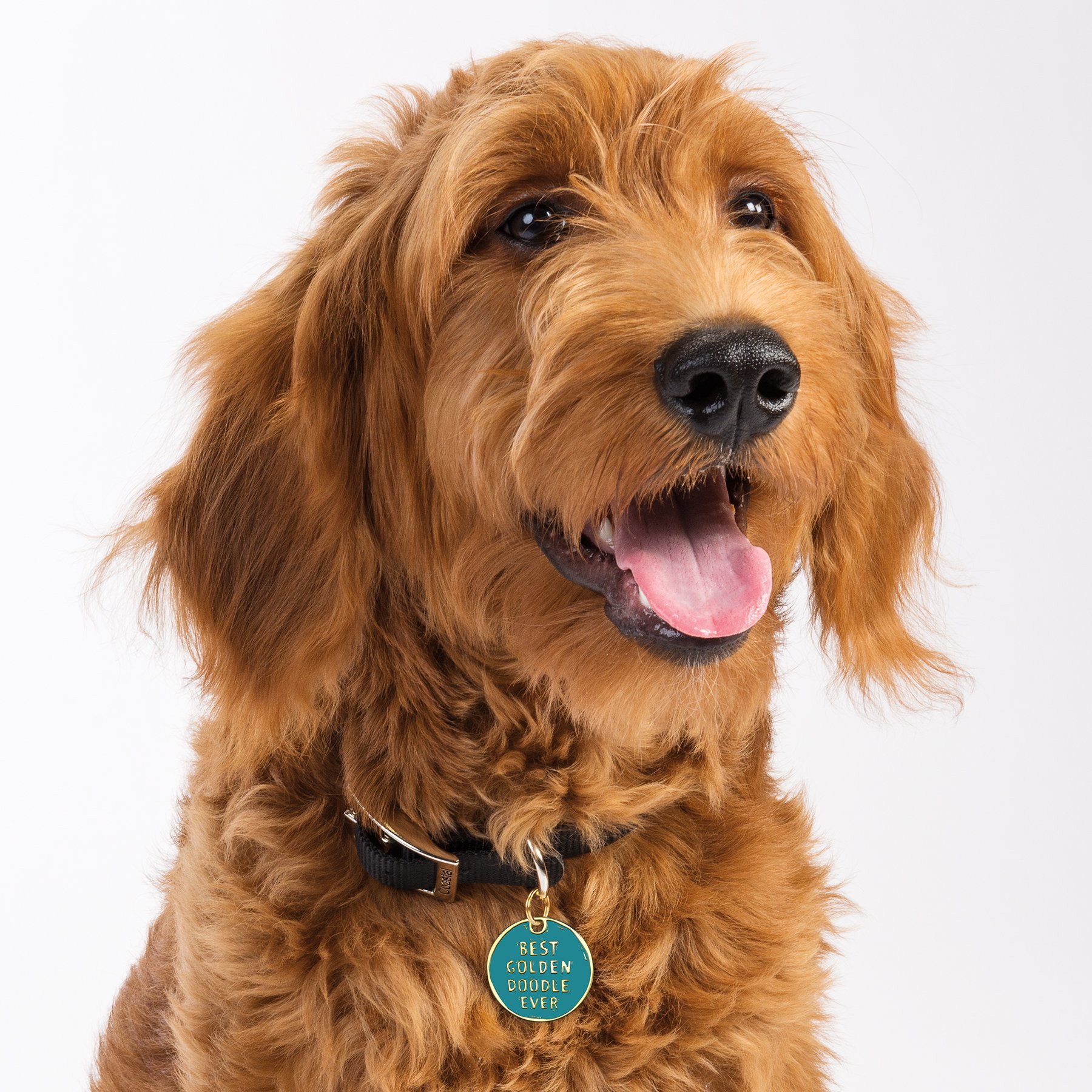Toy Goldendoodle: A Perfect Blend of Charm and Companionship