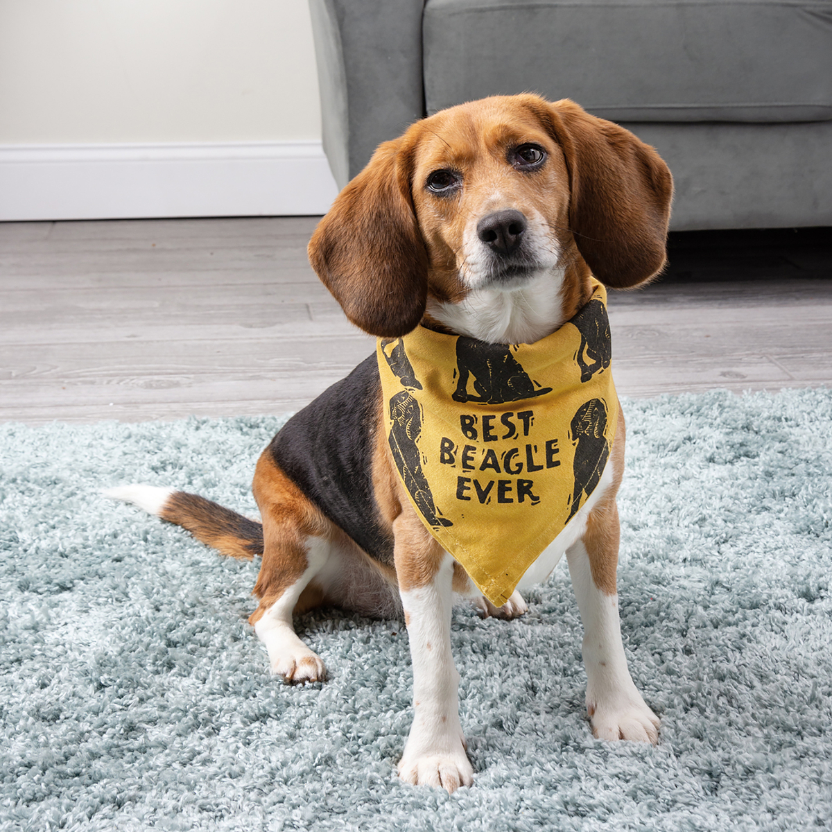 Beagle bandana Clearance