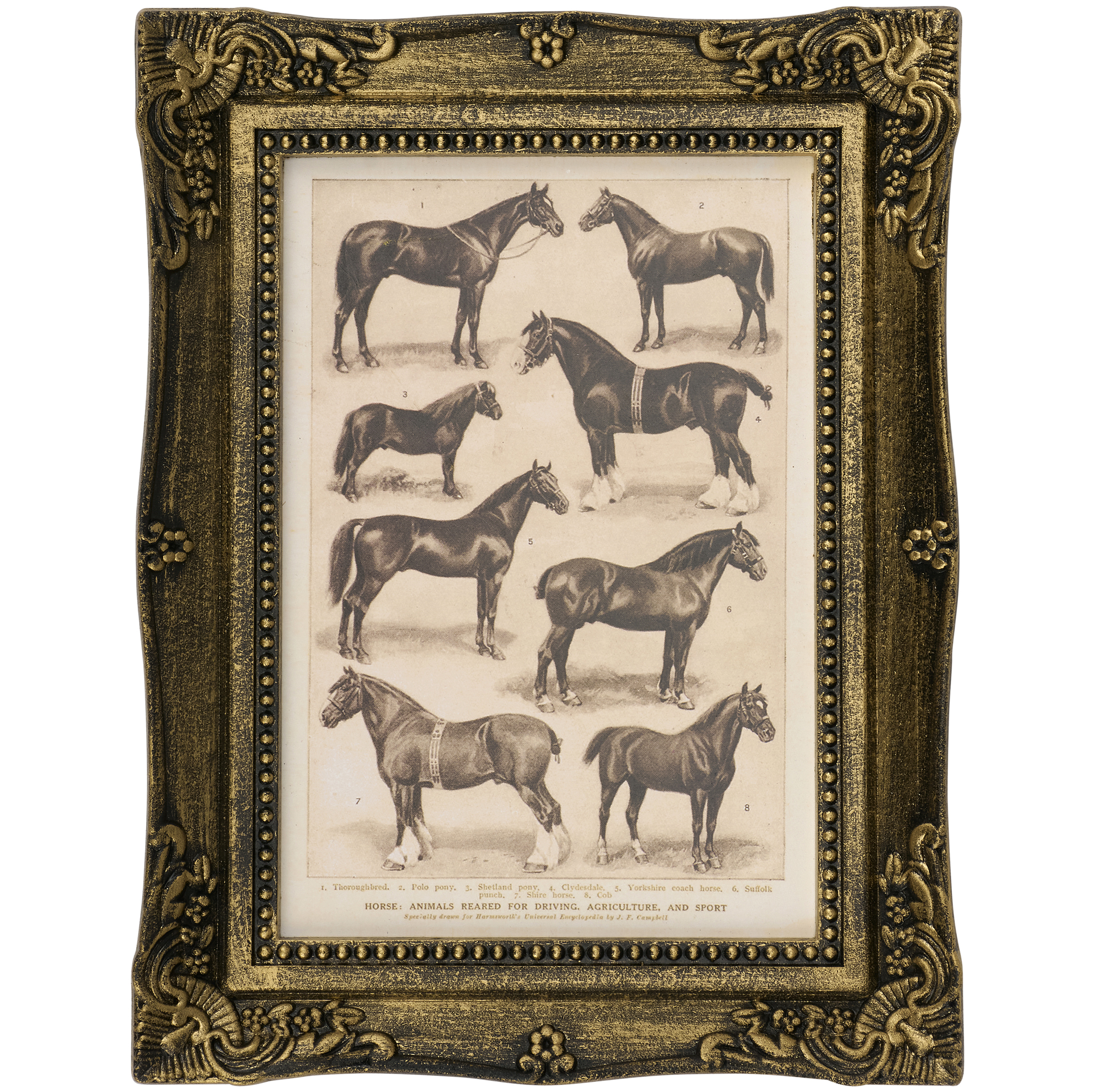 Horse Breeds Framed Wall Art | Primitives By Kathy